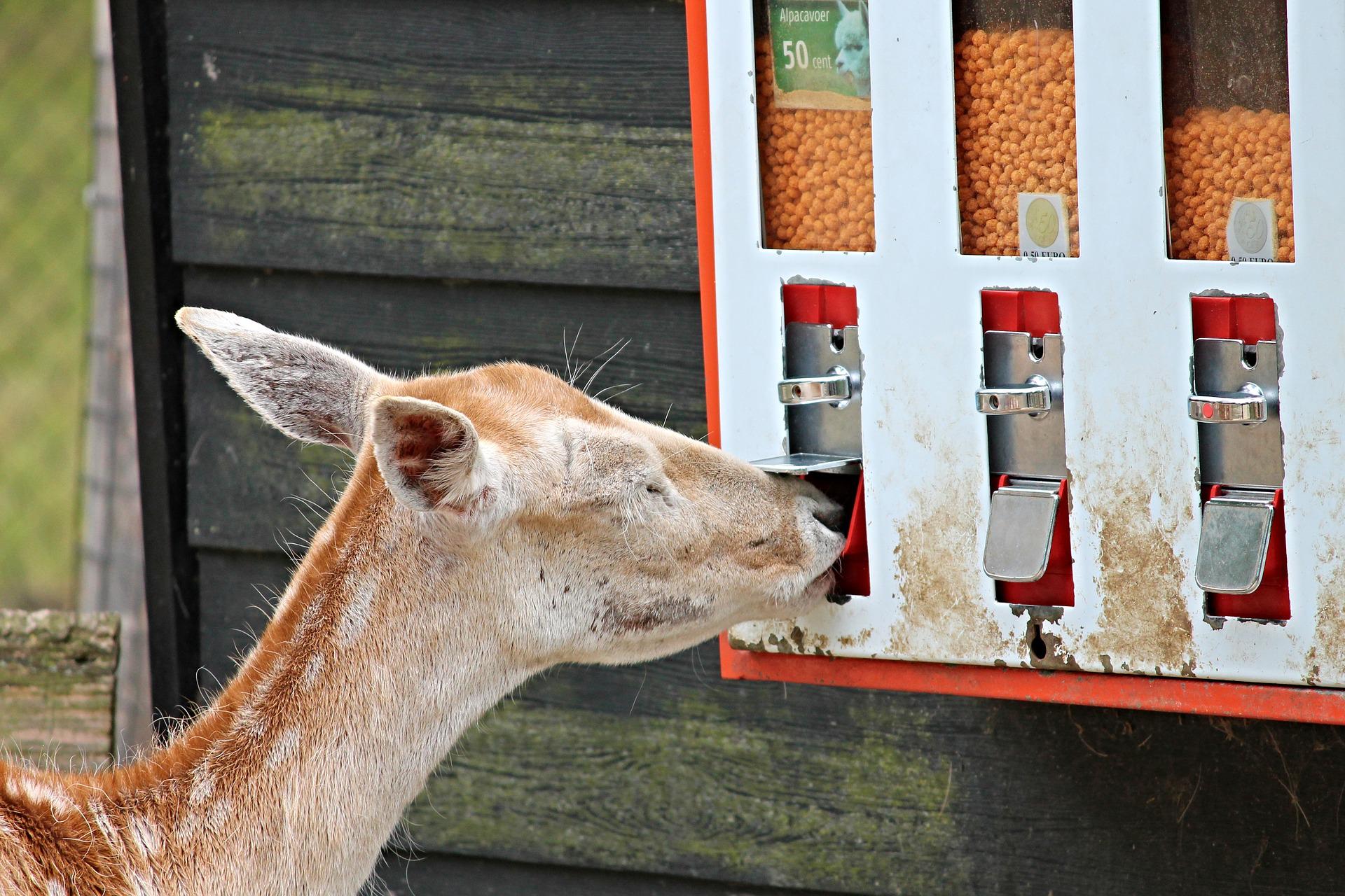 best deer feeder