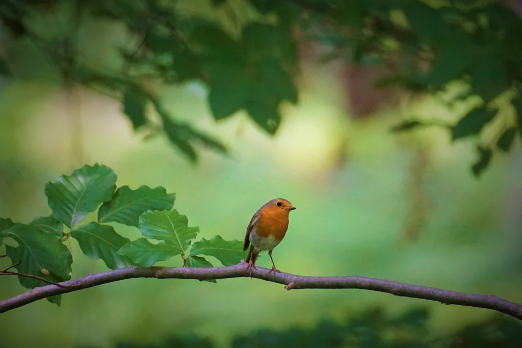 Red robin docagent 